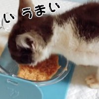 喋りながらウェットフードを食べる子猫