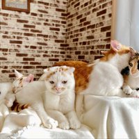4匹の猫