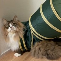 こちらを見上げる姿