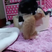 子猫と成猫