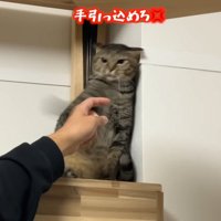 手引っ込めろ