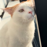 柱に顔をすり寄せる猫