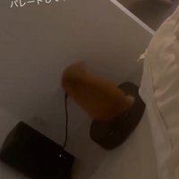 パレードを始める猫