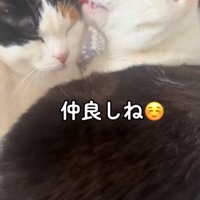 三毛猫に毛づくろいしている猫
