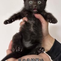 手で持たれる子猫