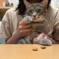 ドンドコするスピカちゃん