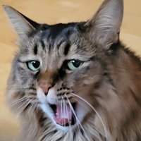 あくびする猫