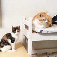 子猫（左）と茶白猫さん（ベッド上）