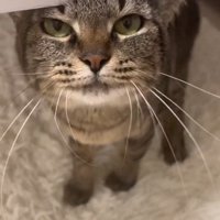 気持ちよさそうな猫