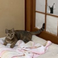 猫と障子