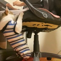 イスをよじ登る猫