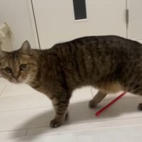 こちらを見る姿