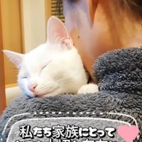 抱っこされる猫