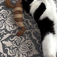 ぬいぐるみと同じポーズをする猫