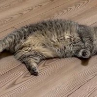どーんと横たわる猫