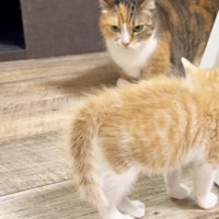 毛が逆立った後ろ姿