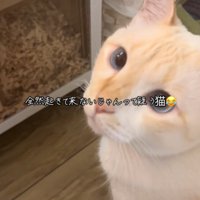 振り返る猫