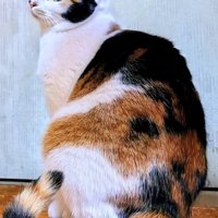 振り返る成猫