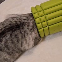 ローラーで遊んでいる猫