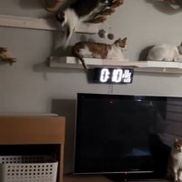 降りてくる猫