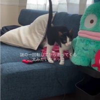 ソファの上にいる猫