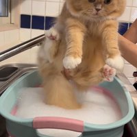 バスタブのそばに連れてこられたスコティッシュフォールド