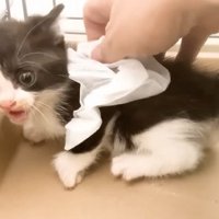 掴まれそうになる白黒子猫