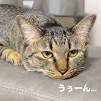 憂鬱そうな表情の猫