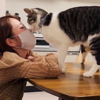 ママさんの顔にスリスリするサバ白猫