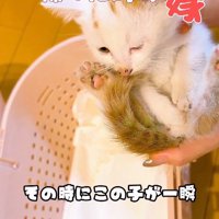 抱っこされる子猫