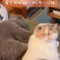 横になって白茶猫の背中を押す猫（愛と圧が強いマッサージ師）