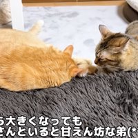 並んで寝ている猫