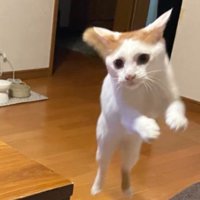 ジャンプする猫