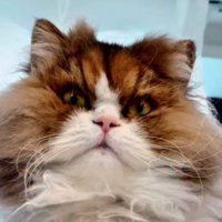 カメラを見つめる猫