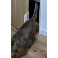 ドアの前の猫