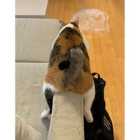 ソファーにいる猫