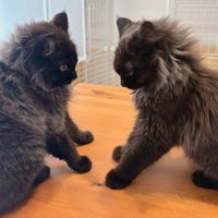 向かい合う2匹の猫