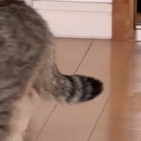 尻尾が下がる