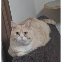 室内にいる猫