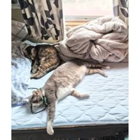 ベッドにいる猫たち