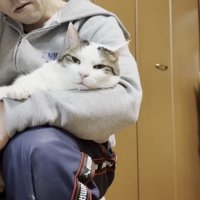 膝の上でくつろぐ猫の写真9