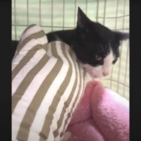 撫でられている猫