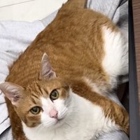 妹に抱っこされる茶白猫