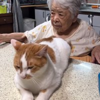 おばあちゃんとテーブルに乗る猫