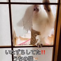 障子を破る猫