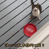 見上げて鳴く猫