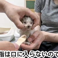 顔を持たれている子猫
