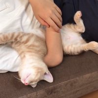 へそ天(上から)