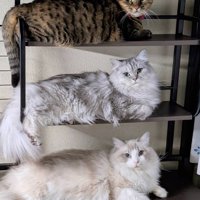 上下で同じポーズの3匹の猫