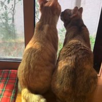 ニャルソックする2匹の猫